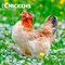 Chickens | 2026 12 x 24 Inch (Hanging) Monthly Square Wall Calendar | Plastic-Free